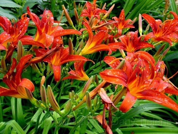 Tawny daylily,tiger daylily,ditch lily,orange daylily,daylily,همروکالیس، سوسن دشتی ، سوسن زرد،سوسن ی